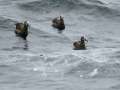 Black-footed Albatross